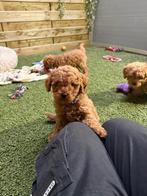Prachtige dwergpoedel pups, Dieren en Toebehoren, Poedel, België, CDV (hondenziekte), 8 tot 15 weken