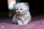 🐱Hypoallergene Neva Masquerade (Siberische katten) kittens, Meerdere dieren, 0 tot 2 jaar, Gechipt