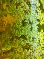 Amazone kikkerbeet (drijf planten), Dieren en Toebehoren, Vissen | Aquaria en Toebehoren, Ophalen, Plant(en), Steen of Hout