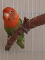 Mooie man, Dieren en Toebehoren, Mannelijk, Dwergpapegaai of Agapornis