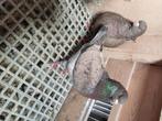 Tex, Dieren en Toebehoren, Vogels | Duiven, Meerdere dieren, Overige soorten