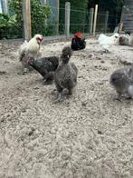 Sierkippen te koop, Dieren en Toebehoren, Pluimvee, Kip