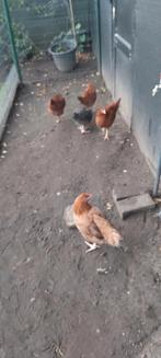 Hennen, Dieren en Toebehoren