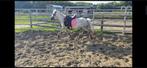 a pony jument, Dieren en Toebehoren, Ophalen