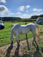 Weide te koop gezocht, Dieren en Toebehoren