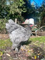 Brahma trio BLAUW/SPLASH GROOTHOENDER, Dieren en Toebehoren, Meerdere dieren, Kip