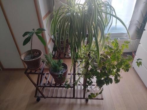 support plantes, porte plantes, étagères pour plantes, Maison & Meubles, Plantes d'intérieur, Enlèvement