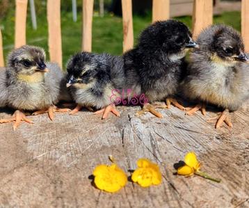 Kuikens groenleggers olijfleggers kippen groene eieren  beschikbaar voor biedingen