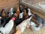 Goudhals en zilverhals kippen, Dieren en Toebehoren, Pluimvee