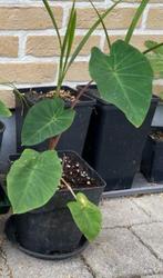 Colocasia esculenta ‘Pink China’, Overige soorten, Volle zon, Vaste plant, Ophalen of Verzenden