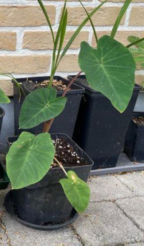 Colocasia esculenta ‘Pink China’, Tuin en Terras, Planten | Tuinplanten, Vaste plant, Overige soorten, Volle zon, Bloeit niet