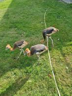 Kroonkraanvogel