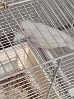 Kanariepop, Dieren en Toebehoren