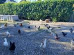 King duiven, Dieren en Toebehoren, Vogels | Duiven