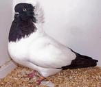 Nonduifjes 15 Euro/koppel, Dieren en Toebehoren, Vogels | Duiven, Meerdere dieren, Tuimelaar of Roller