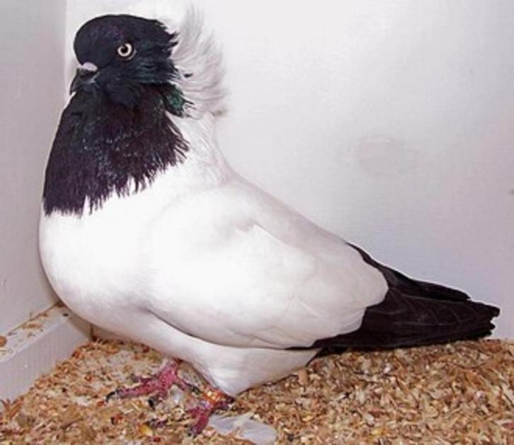 Nonduifjes 15 Euro/koppel, Dieren en Toebehoren, Vogels | Duiven, Tuimelaar of Roller, Meerdere dieren