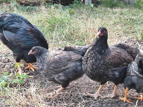 Jonge Barnevelder hennen. Groothoender, Dieren en Toebehoren, Pluimvee