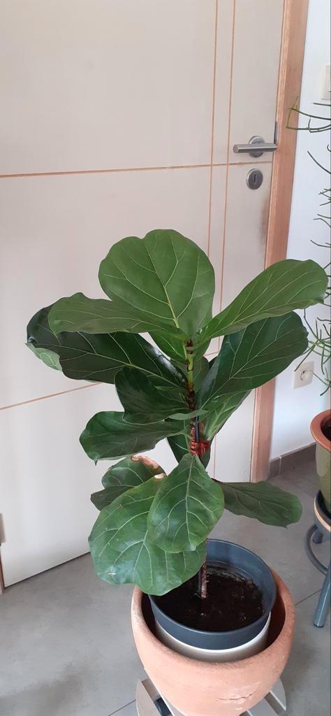 Ficus Lyrata 75 cm met terracotta pot, Huis en Inrichting, Kamerplanten, Ficus, Ophalen