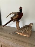 Taxidermie fazanten, Ophalen, Wild dier