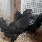 2 kuikens, Dieren en Toebehoren, Pluimvee