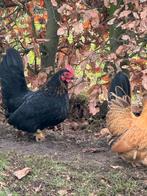 jonge CHABO haan, Animaux & Accessoires, Mâle, Poule ou poulet