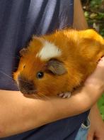 Jonge cavia, Dieren en Toebehoren, Knaagdieren, Mannelijk, Cavia