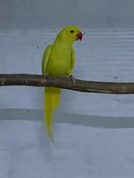 Halsbandparkiet, Dieren en Toebehoren, Meerdere dieren, Parkiet, Geringd