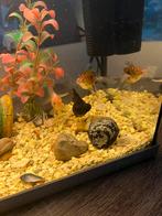 Aquarium met vissen, Dieren en Toebehoren, Vis, Zoutwatervis, Schoolvis