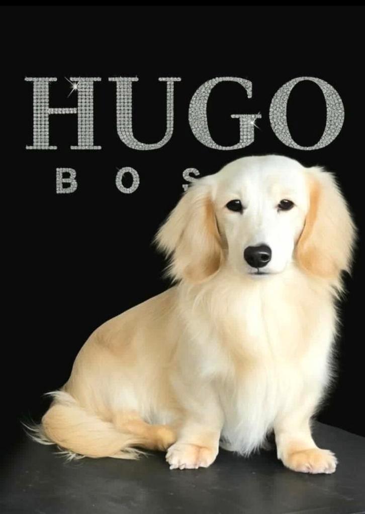 Prachtige mooi geheel embark geteste Dekreu, Dieren en Toebehoren, Honden | Dekreuen, Reu, Fokker | Professioneel, Meerdere, België