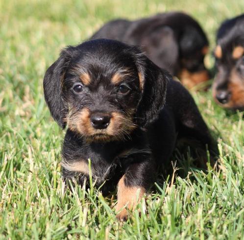 Teckel pups Lang/Ruwhaar, Dieren en Toebehoren, Honden | Teckels en Dashonden, Meerdere dieren, Langhaar, Dwerg, Fokker | Professioneel