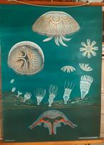 Carte scolaire MEDUSE Jung,Koch,Quentell, Enlèvement, Nature et Biologie