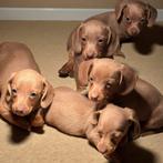 Teckel pups,kleine dwerg,Isabella, Animaux & Accessoires, Chiens | Teckels & Bassets, Parvovirose, Plusieurs, Nain, Belgique