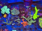 Koraal stekken, Dieren en Toebehoren, Vissen | Aquariumvissen, Overige typen, Zoutwatervis