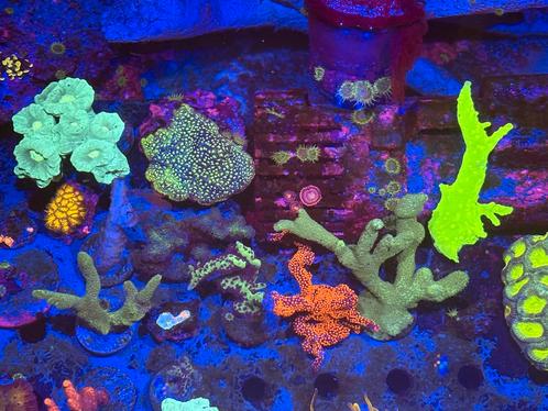 Koraal stekken, Dieren en Toebehoren, Vissen | Aquariumvissen, Zoutwatervis, Overige typen