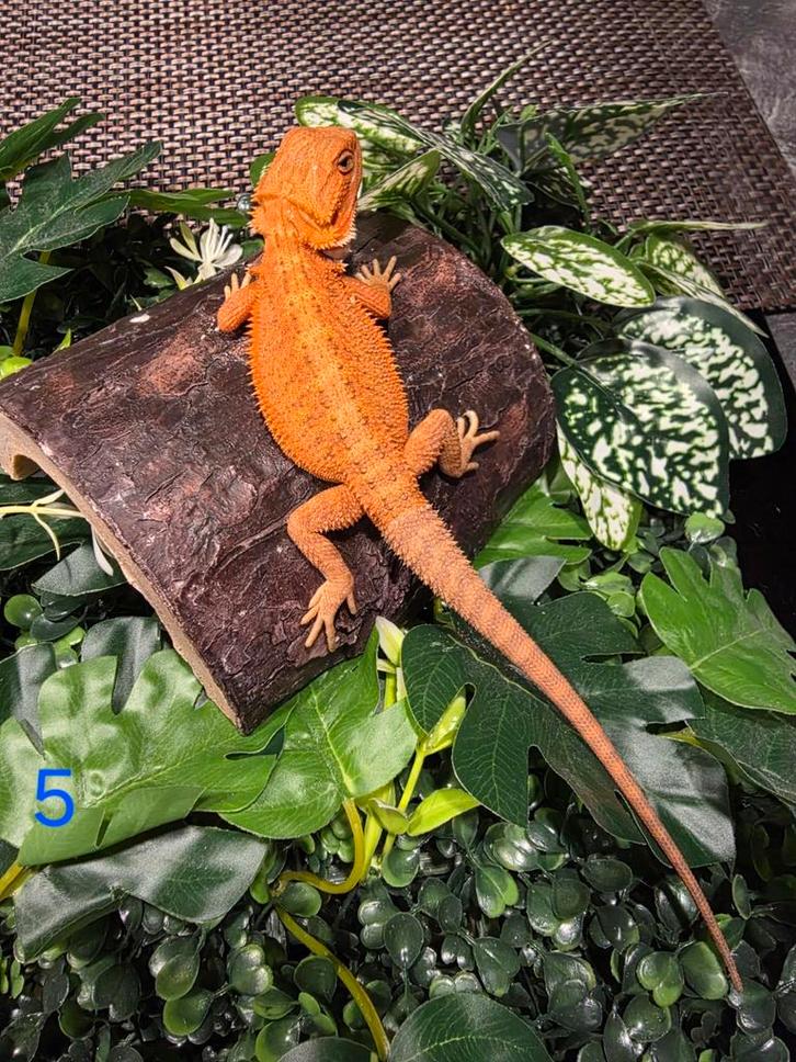 Jonge Baardagaam – Hypo morph blood red
Man, Dieren en Toebehoren, Reptielen en Amfibieën