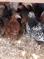 laatste sier/krielkippen voor dit jaar met actie 3+1 gratis, Dieren en Toebehoren, Pluimvee, Vrouwelijk, Kip