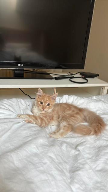 Chat Mainecoon avec arbre généalogique, Chatte ou Chat, Vermifugé, 0 à 2 ans