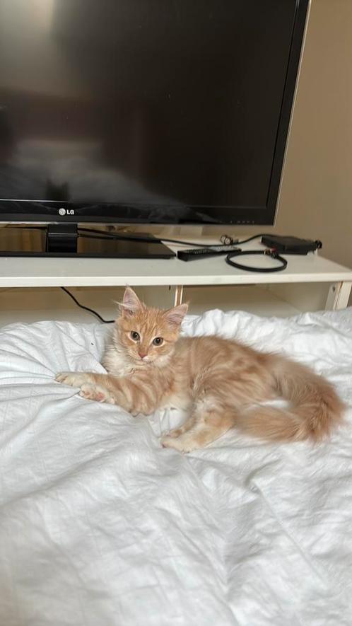 Mainecoon poes met stamboom, Dieren en Toebehoren, Katten en Kittens | Raskatten | Langhaar, Poes, 0 tot 2 jaar, Met stamboom