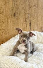 Uniek mooie American bully pups te koop, Dieren en Toebehoren, België, CDV (hondenziekte), 8 tot 15 weken, Meerdere