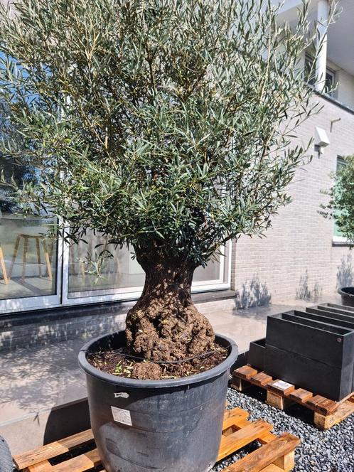 Olijfboom Olea Europaea Bonsai, Tuin en Terras, Planten | Bomen, Olijfboom, Ophalen