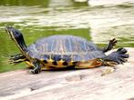 gezocht: waterschildpadden, Dieren en Toebehoren, Schildpad