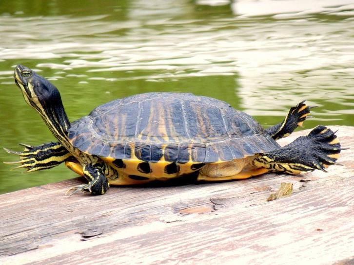 gezocht: waterschildpadden, Dieren en Toebehoren, Reptielen en Amfibieën, Schildpad