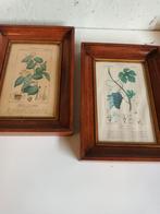 Botanica kaders. 2 stuks, Antiek en Kunst, Ophalen of Verzenden