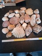 Schelpen, Ophalen, Schelp(en)