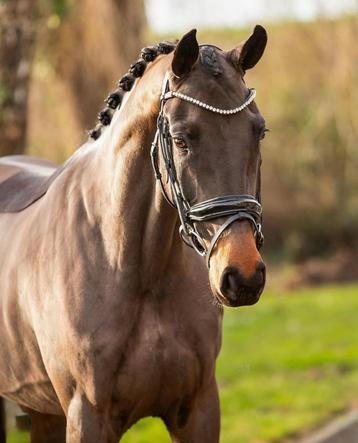 4 jarige For forrero x ferdeaux merrie beschikbaar voor biedingen