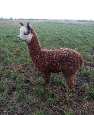 Mooie alpaca merrie te koop  beschikbaar voor biedingen