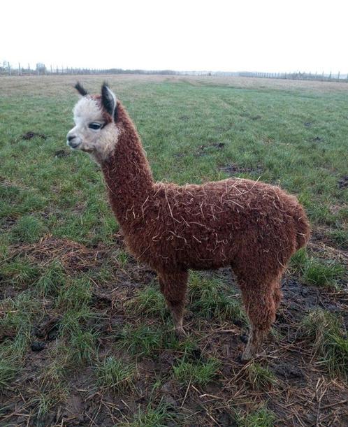 Mooie alpaca merrie te koop, Dieren en Toebehoren, Overige Dieren, Vrouwelijk