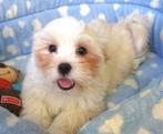 Super leuke Havanezer pups!, Dieren en Toebehoren, Honden | Chihuahua's en Gezelschapshonden, Maltezer, 15 weken tot 1 jaar, Buitenland