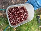 Gratis paardenkastanjes = wilde kastanje, Tuin en Terras, Ophalen, Gehele jaar, Halfschaduw, Zaad