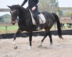 Brave, correcte , ervaren grote E ruin , betuigd en bereden, Dieren en Toebehoren, Pony's, E pony (1.48m - 1.57m), B, Gechipt